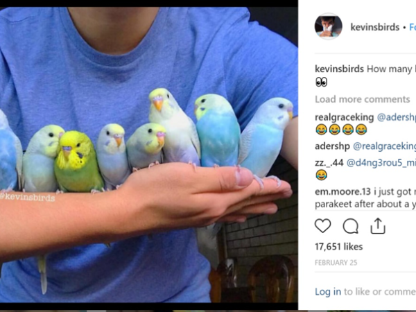 9. Kevin's Birds