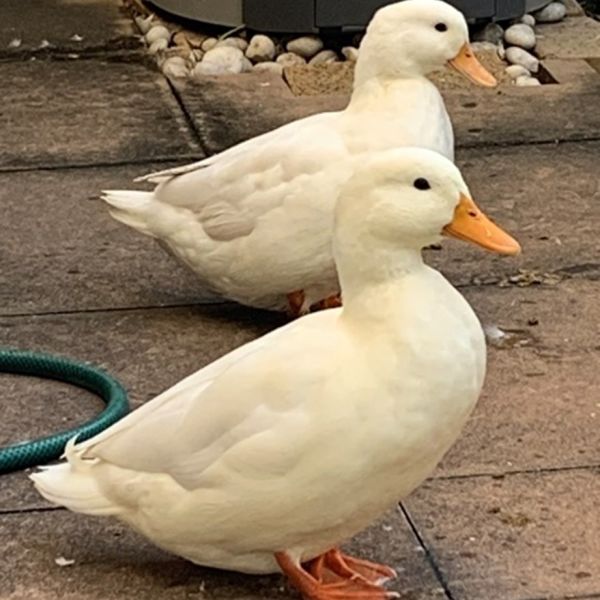 Pet duck clearance
